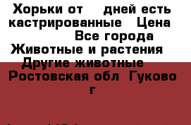   Хорьки от 35 дней есть кастрированные › Цена ­ 2 000 - Все города Животные и растения » Другие животные   . Ростовская обл.,Гуково г.